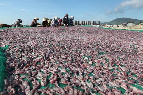 Những chuyến mực và cá ngon được ngư dân mang về phơi khô rồi xuất đi trong ngoài Nam, Bắc. Trong hình là cảnh ngư dân đảo Lý Sơn đang hong mực. Ảnh: ANTĐ.