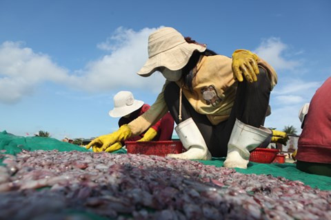 Mực khô Lý Sơn ngon nức tiếng với cách sơ chế riêng của ngư dân. Ảnh: ANTĐ.