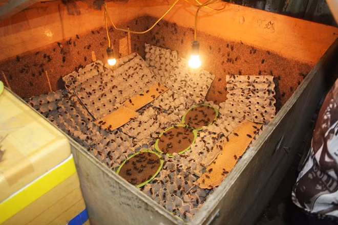 Một tháng gia đình chị Xuân bán ra thị trường gần 2 tấn dế, thu về hàng trăm triệu đồng tiền lãi, số tiền lãi một năm lên đến vài tỷ đồng. Ảnh: Zing.