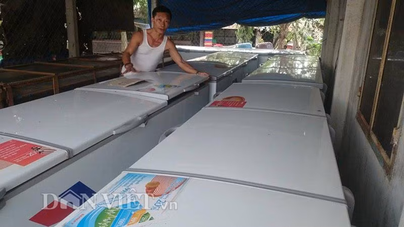 Hiện, trại dế của anh Dũng có 7 nhân công, làm việc ổn định, thu nhập khoảng 4 - 6 triệu đồng/tháng tùy năng suất (bóc cánh dế và phân loại dế trứng - dế trống). Dế sau khi được làm sạch, anh Dũng cho vào túi 100gram hút chân không, đóng hộp 5 túi (0,5kg) và trữ đông. Ngoài thị trường trong nước, một số khách hàng ở Mỹ, Hàn Quốc, Pháp cũng mua mang về nước theo dạng “quà xách tay”. Ảnh: Dân Việt.