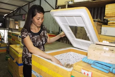 Chị Trần Thanh Xuân (Tam Trinh, Hoàng Mai, Hà Nội) hiện có hai trang trại lớn, một ở Hà Nội, một ở Nam Định. Trang trại nuôi côn trùng ở Nam Định rộng mấy trăm mét vuông, nuôi đủ các loại côn trùng với số lượng rất lớn. Ngoài 3 loại dế mèn, tắc kè, bọ cạp, còn có thêm bọ xít, trứng kiến, ve sầu, ấu trùng bướm… Ảnh: Zing.