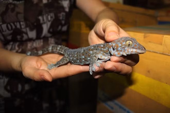 Hiện dế thành phẩm bán ra thị trường theo giá buôn 140.000 - 160.000 đồng/kg, trứng dế làm giống 50.000/khay, tắc kè 60.000 - 100.000 đồng/con....Trung bình mỗi tháng, chị xuất hơn một tấn các loại, cho thu lãi đến hơn 100 triệu đồng. Ảnh: Zing.