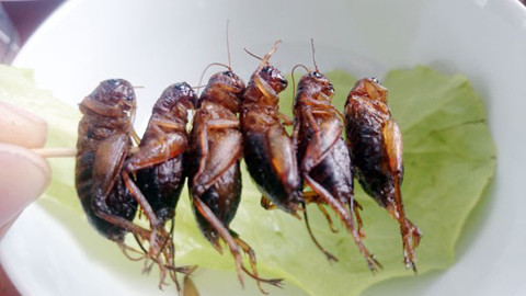 Làm giàu từ con dế, người dân địa phương gọi tên anh Dũng là “tỷ phú dế” hay Dũng “dế”. Anh Dũng kể, cơ duyên đến với nghề nuôi dế của anh là từ một lần đọc một bài về nghề nuôi dế trên báo Nông Thôn Ngày Nay cách đây khoảng 10 năm. Lúc đó, anh đang làm đủ thứ nghề để sống, thu nhập rất bấp bênh. Ảnh: Dân Việt.