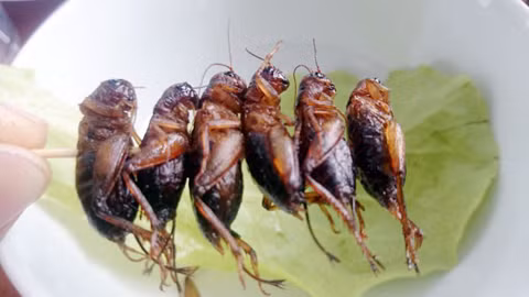 Làm giàu từ con dế, người dân địa phương gọi tên anh Dũng là “tỷ phú dế” hay Dũng “dế”. Anh Dũng kể, cơ duyên đến với nghề nuôi dế của anh là từ một lần đọc một bài về nghề nuôi dế trên báo Nông Thôn Ngày Nay cách đây khoảng 10 năm. Lúc đó, anh đang làm đủ thứ nghề để sống, thu nhập rất bấp bênh. Ảnh: Dân Việt.