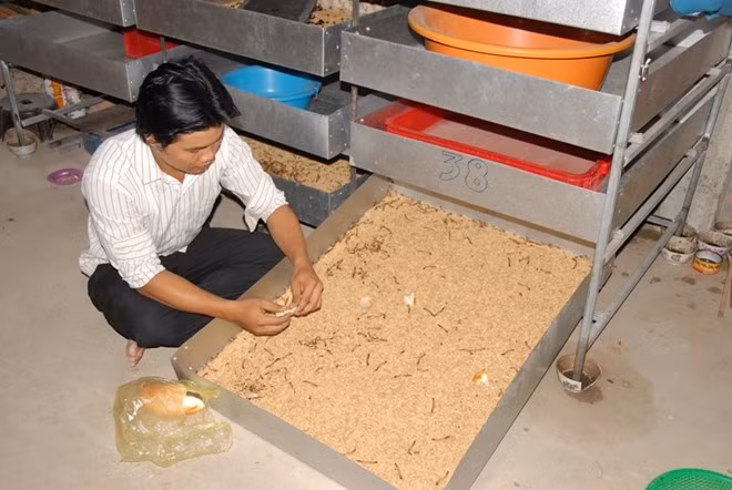 Sau hơn 2 năm nuôi sâu, gia đình anh Thanh thoát khỏi cảnh nghèo đeo đẳng. Từ số vốn ban đầu chỉ 600.000 đồng, anh đã xây được căn nhà mới hơn 250 triệu đồng và để dành được một ít vốn chuẩn bị cưới vợ. Nghề nuôi sâu của anh Thanh từng được coi là mô hình khá mới lạ và địa phương dự kiến nhân rộng. Ảnh: Zing.