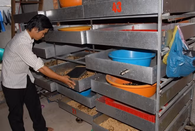 Sinh ra trong hoàn cảnh khó khăn, không thể thực hiện ước mơ vào đại học, anh Nguyễn Hữu Thanh (ấp Đồng Ky, xã Quốc Thái, huyện An Phú, tỉnh An Giang) đã đổi đời nhờ nghề nuôi sâu gạo. Trại nuôi của anh Nguyễn Hữu Thanh, ở ấp Đồng Ky, xã Quốc Thái, huyện An Phú, An Giang xuất bán mỗi tháng thu lãi trên 15 triệu đồng. Ảnh: Zing.