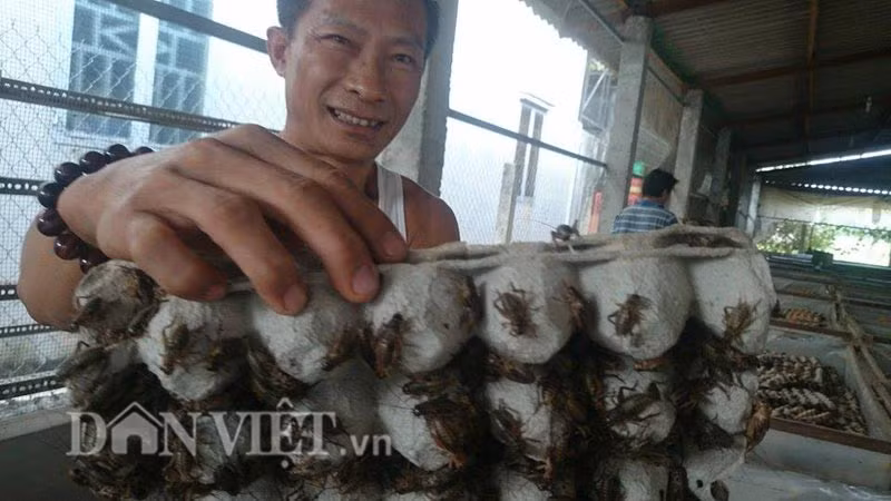 Cung cấp cho thị trường mỗi tháng khoảng 6 tấn dế - tương đương 5 triệu con dế thịt, trang trại dế Thanh Dũng của nông dân Trương Thanh Dũng (xã Đức Lập Thượng, huyện Đức Hòa, Long An) được xem là trại dế lớn nhất nhì ở vùng ĐBSCL. Ảnh: Dân Việt.