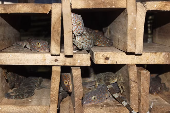 Trang trại côn trùng của chị Xuân ở Tam Trinh (Hà Nội) rộng chưa đầy 30 m2 trên tầng 3 của một căn nhà cũ . Tuy diện tích nhỏ hẹp nhưng trang trại lại chứa đến hơn 100 thùng nuôi hàng triệu con dế, tắc kè. Ảnh: Zing.