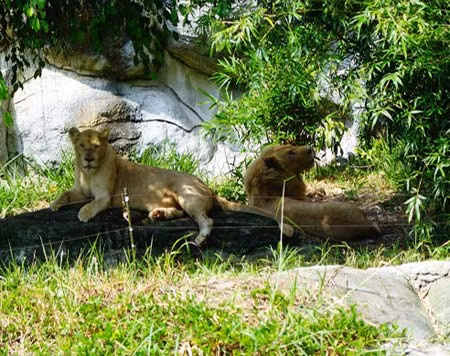 Vườn thú này có những loài nằm trong Sách đỏ có nguy cơ bị tận diệt trên thế giới như: Hổ Đông Dương, tê giác, các loài voọc…Loài hổ Đông Dương cũng sinh nở tự nhiên ở vườn thú Đại Nam. Ảnh: Hai sư tử nuôi tại Khu du lịch Đại Nam của đại gia Huỳnh Uy Dũng.