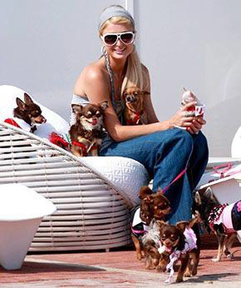 Trong biệt thự của Paris Hilton còn có rất nhiều loài vật nuôi đắt đỏ khác như mèo, lợn, sóc bay, thỏ, vẹt, chuột cảnh... Tiểu thư Hilton xây nhà riêng cho từng con vật yêu quý của mình. Tuy nhiên, Paris Hilton cũng không phải là sao ngoại duy nhất mạnh tay chi tiền mua thú cưng.
