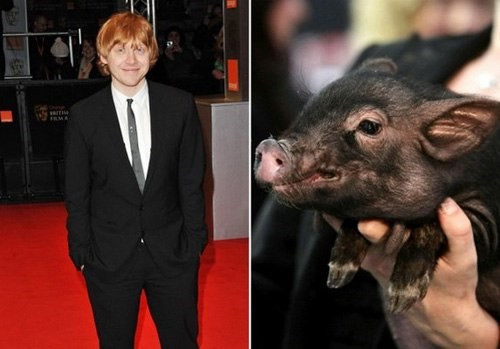 Nam diễn viên Rupert Grint thủ vai Ron Weasley trong phim Harry Potter đã bỏ ra 1.100 USD để mua về một chú lợn siêu nhỏ nuôi làm thú cưng. Đây là loại lợn rất nhỏ nhưng giá rất đắt. Kích thước của nó chỉ nhỉnh hơn một chiếc ấm uống trà đôi chút.