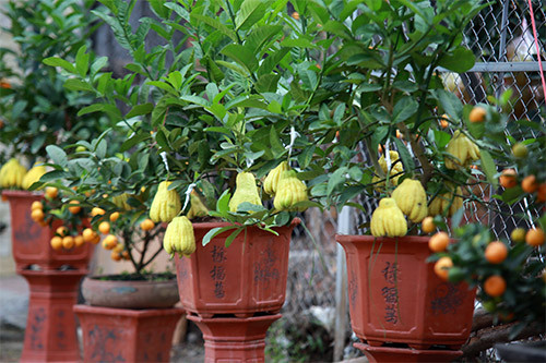 Ngoài bưởi cảnh, nhiều nhà vườn cũng trồng cả phật thủ cảnh để phục vụ Tết năm nay. Mỗi chậu phật thủ thường có từ 7 - 8 quả, với giá khoảng 2 triệu đồng. Phật thủ được ví như bàn tay phật, mang lại may mắn, bình an cho gia chủ. Ảnh: Khám Phá.