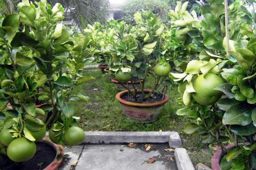 Mỗi cây bưởi cảnh cho ra từ 5 – 8 quả, có một số cây cho ra từ 10 – 12 quả, có giá bán dao động từ 1,5-2 triệu đồng/chậu. Những chậu hoa quả cảnh này dự kiến khoảng hơn 2 tháng nữa là xuất bán cho thương lái để phục vụ Tết. Ảnh: Dân Việt.