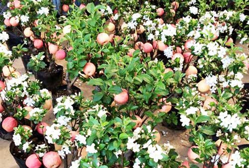 Táo cảnh trồng trong chậu có cả hoa, lá, quả, nụ khá đẹp mắt, giá bán 3 triệu đồng mỗi cây, được khá nhiều người dân thủ đô mua về chưng trong nhà dịp Tết. Ảnh: Zing.