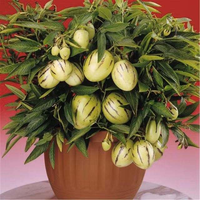 Dưa Pepino kiểng: Dưa Pepino hay còn gọi là dưa hấu Nam Mỹ có trọng lượng chỉ 200-300gram mỗi trái, được du nhập vào Việt Nam gần một năm nay. Ảnh: Internet.