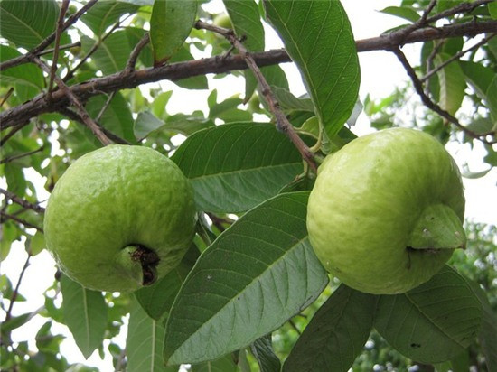 Chúng có thể có tác động tích cực đến sức khỏe của tim bằng cách giảm huyết áp, giảm cholesterol xấu và tăng cholesterol tốt. Ảnh: amazon.