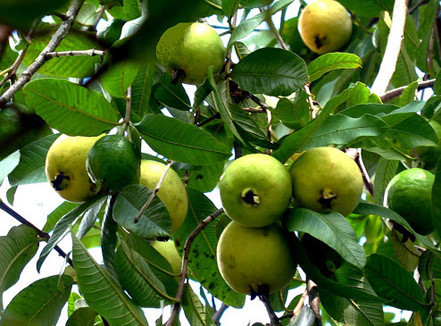 Ăn ổi hoặc uống chiết xuất lá ổi có thể ngăn ngừa hoặc giảm tiêu chảy và táo bón. Ảnh: baodansinh.