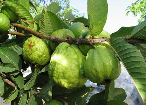 Bên cạnh đó, uống nước lá ổi hàng ngày có thể giúp giảm các triệu chứng đau bụng kinh, bao gồm cả chuột rút. Ảnh: vietnamnetjsc.