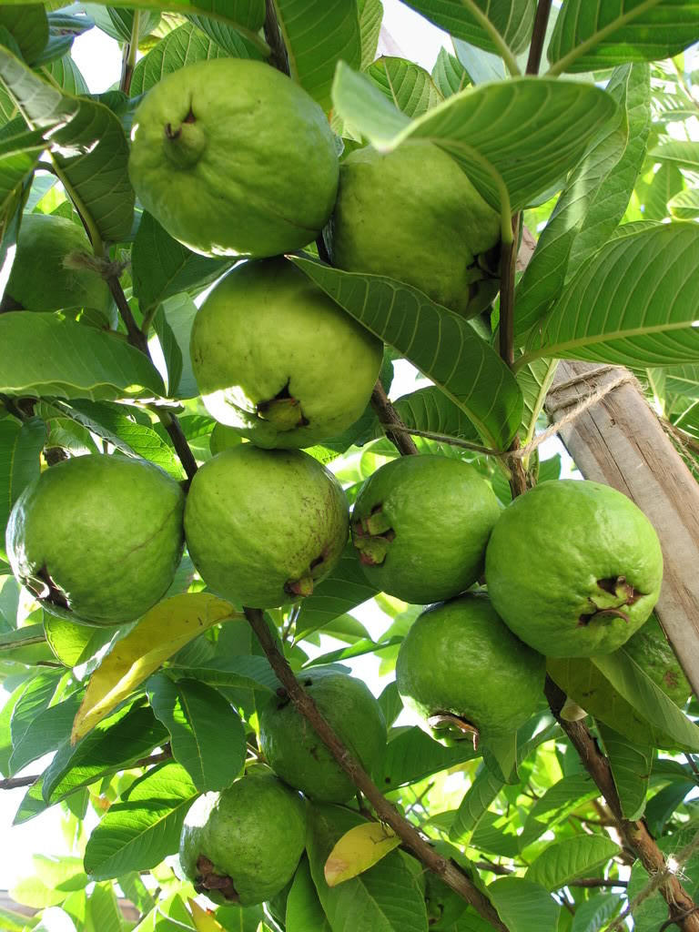 Ổi còn giúp bạn tăng cường sức đề kháng. Ảnh: degifood.