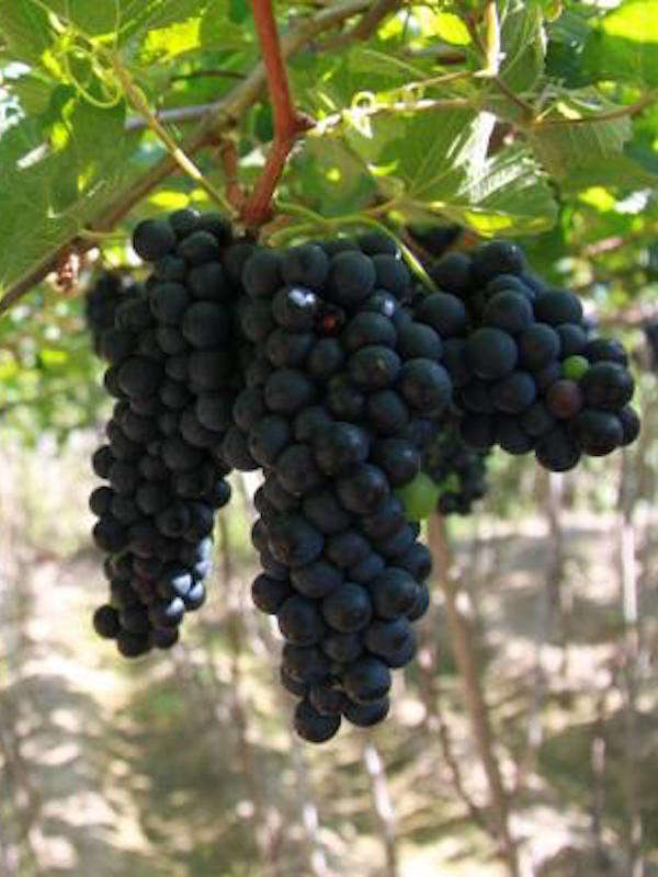 Nho cũng là loại trái cây có công dụng kháng ung thư rất hữu hiệu. Ảnh: nhoninhthuan.
