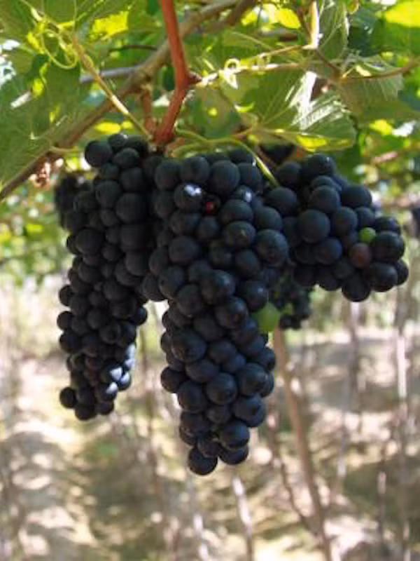 Nho cũng là loại trái cây có công dụng kháng ung thư rất hữu hiệu. Ảnh: nhoninhthuan.