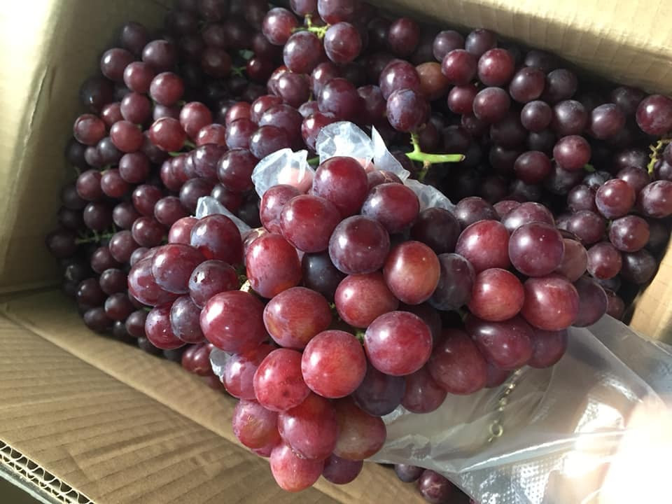 Trong nho có chứa Resveratrol - hoạt chất có thể phòng ngừa khả năng đột biến tế bào lành lặn thành tế bào ung thư, đồng thời ức chế những tế bào đã bị đột biến. Ảnh: vifood.