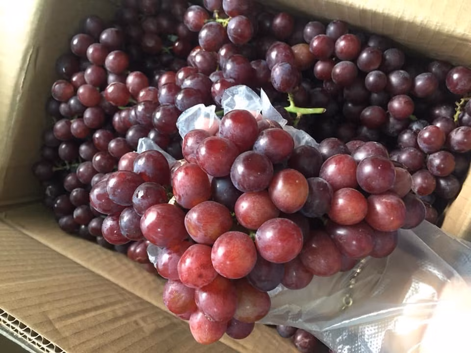 Trong nho có chứa Resveratrol - hoạt chất có thể phòng ngừa khả năng đột biến tế bào lành lặn thành tế bào ung thư, đồng thời ức chế những tế bào đã bị đột biến. Ảnh: vifood.