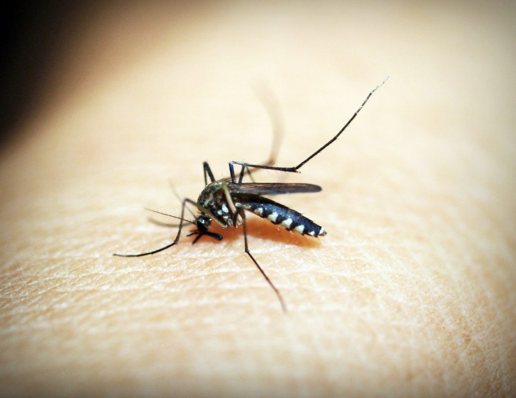 Người nhiễm virus Zika có các triệu chứng gồm sốt, viêm kết mạc, nhức đầu, đau cơ và khớp, phát ban, nặng có thể dẫn đến tử vong. Ảnh: cualuoichongcontrung.