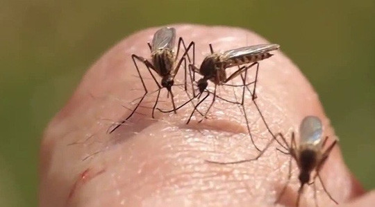 Bắt đầu xuất hiện từ năm 2016, virus Zika thường lây truyền qua vết cắn của những con muỗi mang mầm bệnh, chủ yếu là từ muỗi vằn (muỗi Aedes aegypti). Ảnh: headlines.
