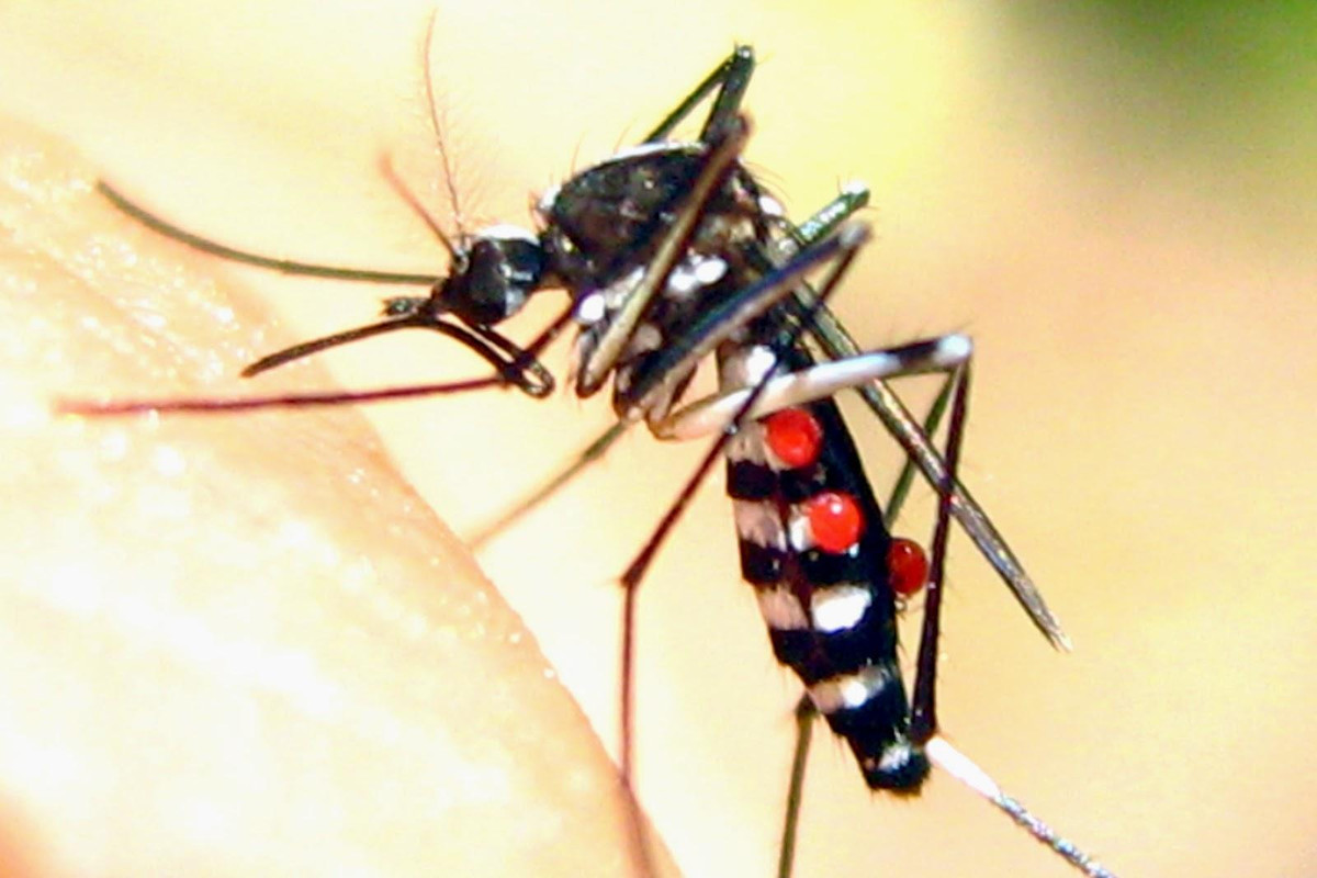 Khi mắc viêm não Nhật Bản, bệnh nhân sẽ gặp một số triệu chứng nghiêm trọng bao gồm nhiệt độ cao, co giật, hôn mê và nhức đầu dữ dội. Ảnh: duoimuoi.