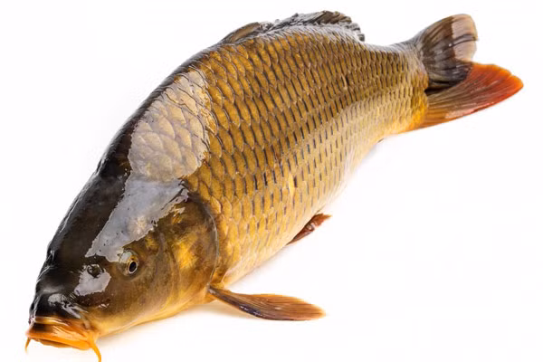 Diem danh nhung loai thuc pham ky thit ga chi em can biet-Hinh-5