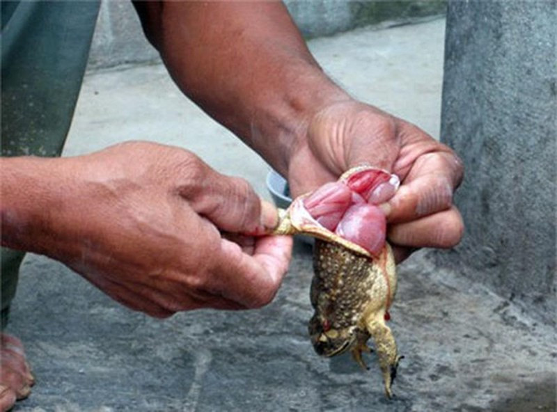 Cụ thể, trong trứng, mỡ, gan, da, hạch thần kinh, mắt, và mủ cóc có thành phần cực độc là Bufotoxine - độc tố rất bền với nhiệt và có khả năng gây tử vong ở người khi ăn phải. Ảnh: khoahoc.