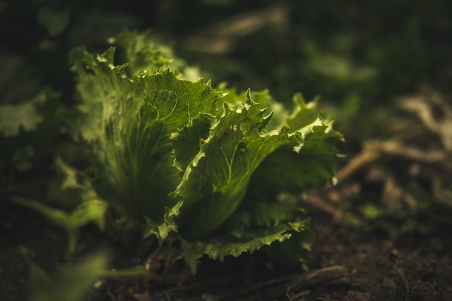 Rau xà lách cũng là thực phẩm bạn không nên hâm nóng lại. Ảnh: SSpeakingtr