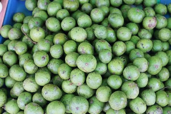 Một trong những tác dụng nổi tiếng của quả sấu là trị nôn nghén ở phụ nữ mang thai. Ảnh: giadinh.