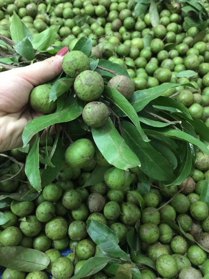 Ngoài ra, quả sấu còn có tác dụng trị mụn nhọt, lở ngứa, làm đẹp da hiệu quả. Ảnh: khoahocdoisong.