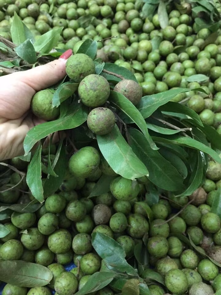 Ngoài ra, quả sấu còn có tác dụng trị mụn nhọt, lở ngứa, làm đẹp da hiệu quả. Ảnh: khoahocdoisong.