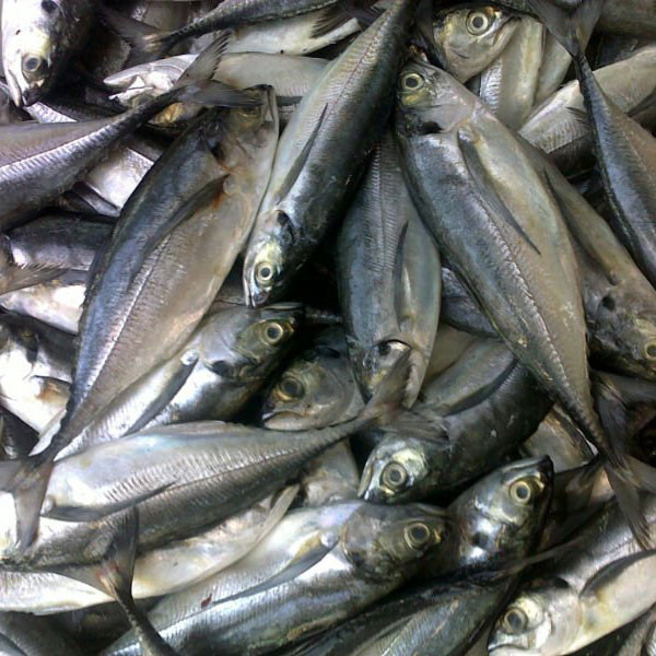 Cá sòng gió khắp vùng biển nhiệt đới Ấn Độ Dương-Thái Bình Dương và là một ngư phẩm quan trọng của khu vực này. Ảnh: tomcuacaghe.