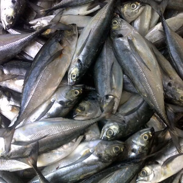 Cá sòng gió khắp vùng biển nhiệt đới Ấn Độ Dương-Thái Bình Dương và là một ngư phẩm quan trọng của khu vực này. Ảnh: tomcuacaghe.