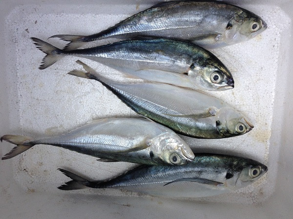 Cá sòng gió sống theo đàn, thường cư ngụ lớp nước mặt tại cả vùng ven bờ và xa khơi. Ảnh: monngon.