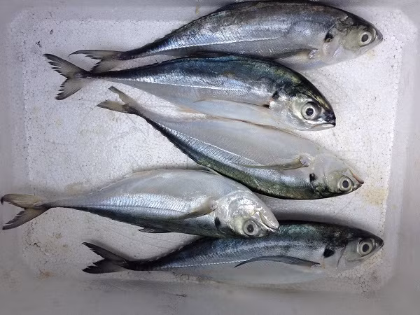 Cá sòng gió sống theo đàn, thường cư ngụ lớp nước mặt tại cả vùng ven bờ và xa khơi. Ảnh: monngon.