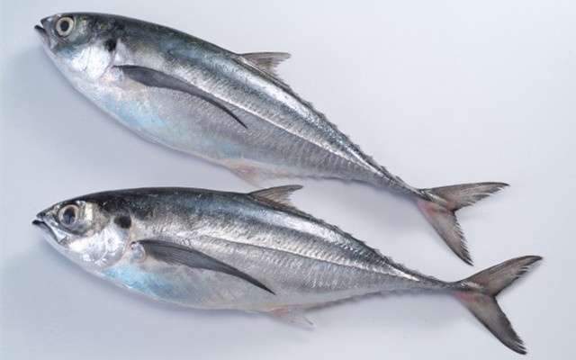 Thức ăn của cá sòng gió chủ yếu là cá biển nhỏ và giáp xác. Ảnh: cooky.