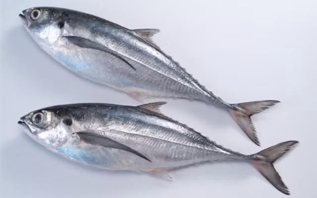 Thức ăn của cá sòng gió chủ yếu là cá biển nhỏ và giáp xác. Ảnh: cooky.