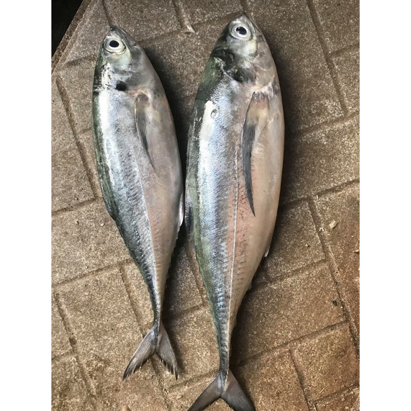 Lườn cá sòng gió màu xanh xám, phần bụng màu trắng, góc trên nắp mang có một vết đen tròn. Ảnh: nehappy.