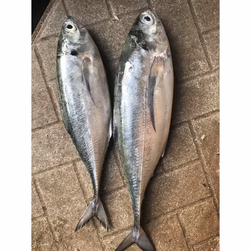 Lườn cá sòng gió màu xanh xám, phần bụng màu trắng, góc trên nắp mang có một vết đen tròn. Ảnh: nehappy.