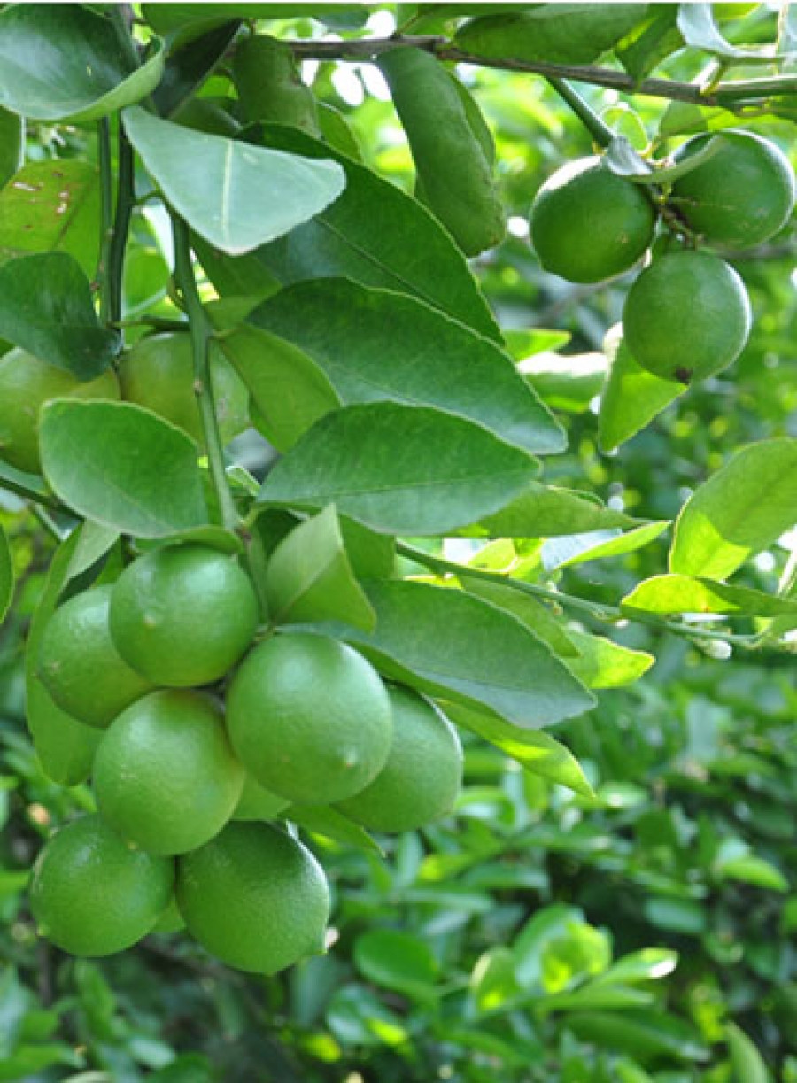 Axit trong chanh sẽ dọn sạch bã nhờn, chất bẩn còn đọng lại trên da, đánh bay mụn trên lưng nhanh chóng. Ảnh: baokhanhhoa.