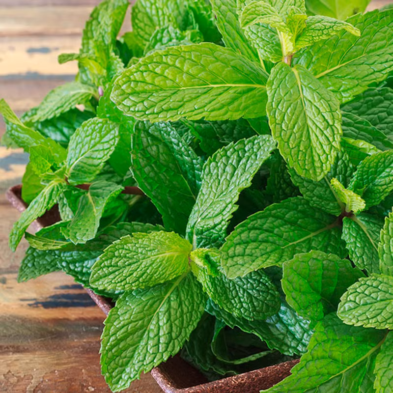 Tắm hằng ngày với nước bạc hà sẽ cải thiện tình trạng mụn trên da lưng đáng kể, giúp bạn ngủ ngon hơn. Ảnh: hatgiongphuongnam.