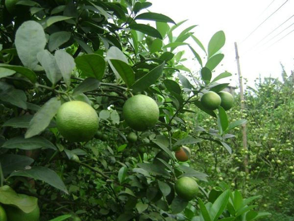 Đơn giản hơn, bạn chỉ cần vắt 2 quả chanh vào nước và ngâm mình trong khoảng 30 phút. Ảnh: benhvienhungvuong.