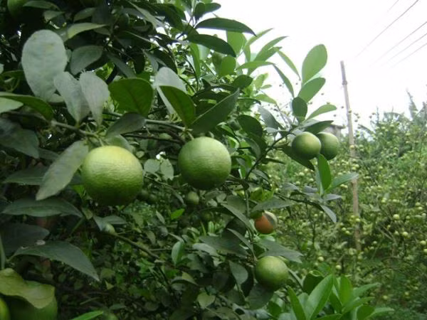 Đơn giản hơn, bạn chỉ cần vắt 2 quả chanh vào nước và ngâm mình trong khoảng 30 phút. Ảnh: benhvienhungvuong.