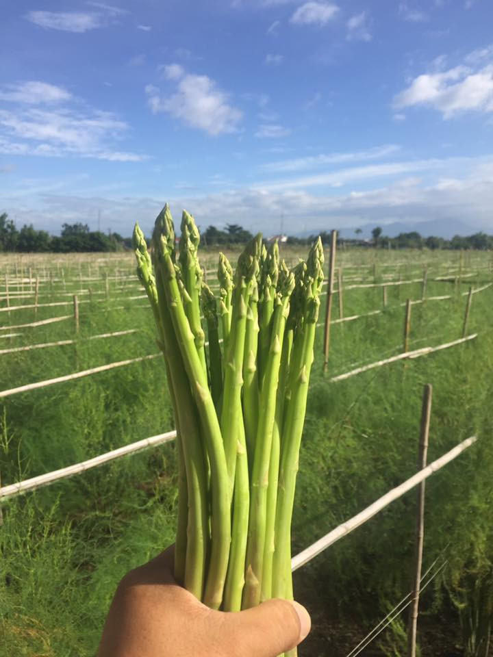 Măng tây cũng là loại rau không tích lũy thuốc trừ sâu. Ảnh: linhdangroup.