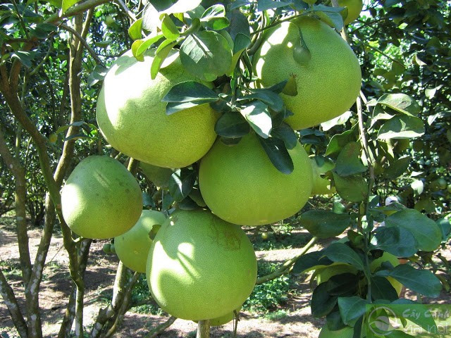 Những loại trái cây có vỏ dày bạn có thể mua gồm bưởi, đu đủ, bơ, xoài, dưa hấu hay dứa. Ảnh: caycanhhanoi.